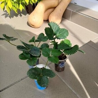 Jahody-Senga sengana