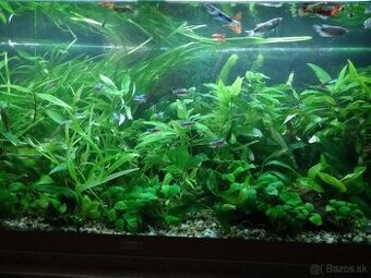 Akvarium juwell 240 l