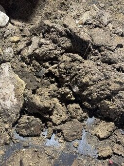 Slepaci hnoj / kurince