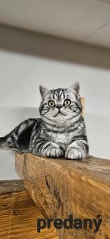 Britské mačiatka whiskas s PP