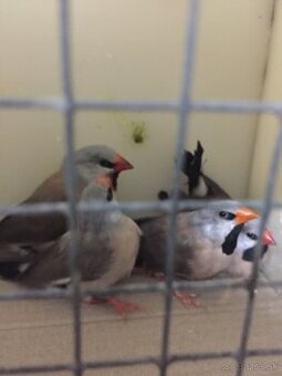 pásovník dlhochvostý