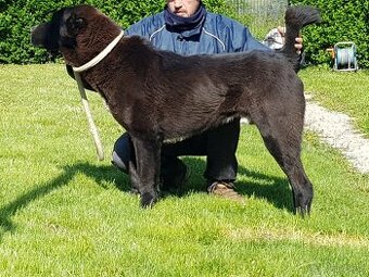 Stredoázijský ovčiak_1