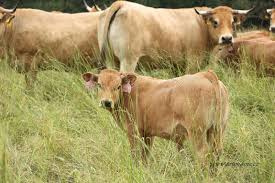 Čistokrvné telné kravy plemena Aubrac