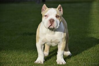 American bully s PP