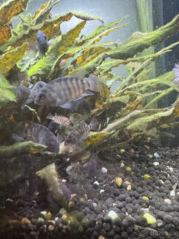 Amatitlania nigrofasciata