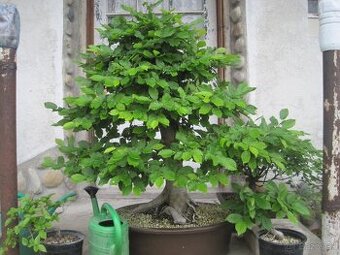 bonsai,bonsaj-hrab 12