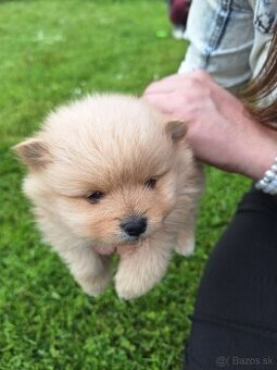 Pomeranian,pomerian špic