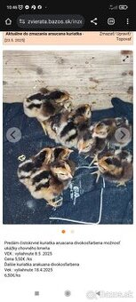 Araucana arakauna kuriatka