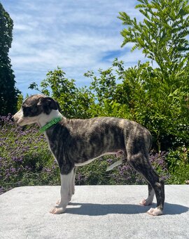 Whippet s PP