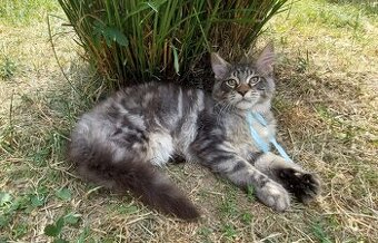 Mainska mývalia Mainne coon Mainske