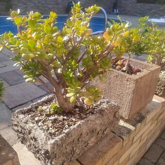 ▶️▶️ izbové BONSAI -tučnolist ▶️▶️