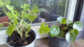 Pilea,citronový muškát,nádchovník, aloe vera