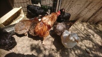 Kohút araucana