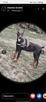 Doberman