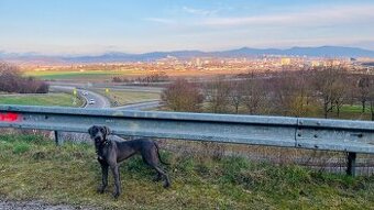 Darujem fenku Weimara - šedomodrá
