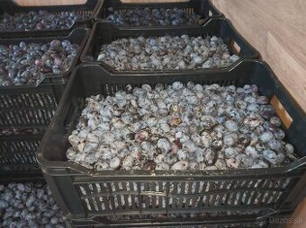 MRAZENÉ SLIVKY VHODNÉ NA KVAS