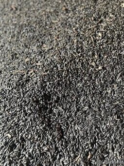 Slnečnica a pšenica