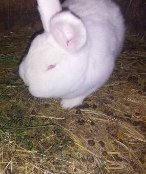 Novozelandský biely