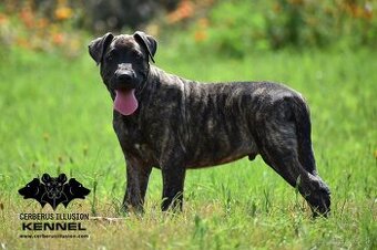 Raritné šteniatko - Uruguajský Cimarron s PP