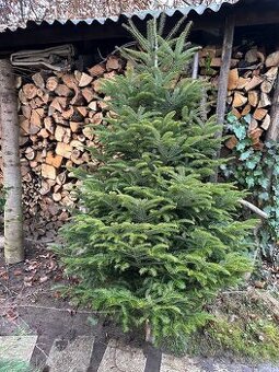 Predám vianočný stromček.