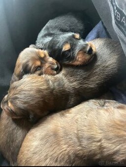 Šteniatka jazvecika dlhosrsteho 🐶