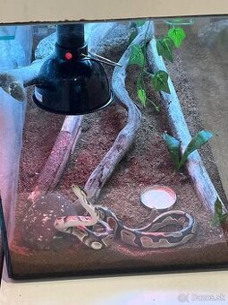 Ručne robená teraristická zostava / Terárium