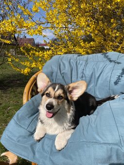 corgi