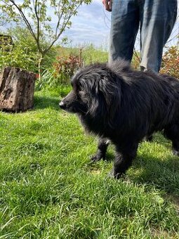 Kody - pes na adopciu