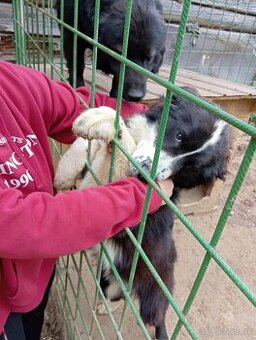 Na predaj: 2 šteniatka (kríženec Slovenský čuvač x Husky)