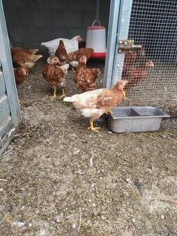 Predám 14 týždňové mladky nosnic lohman Brown hnedý