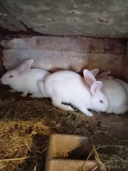 Králíky Burgundské  a Králíky Hyl