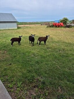 Baran Zwartbles - 1