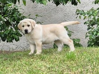 Labrador s PP