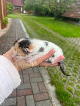 Darujem mačiatka