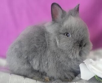 Zakrsly kralik Teddy