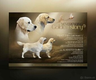 Zlatý retriever - šteniatka s PP, poslední 2 chlapci voľní
