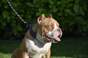 American Bully s PP