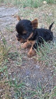 Mini yorky