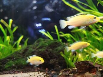 Labidochromis c. yellow