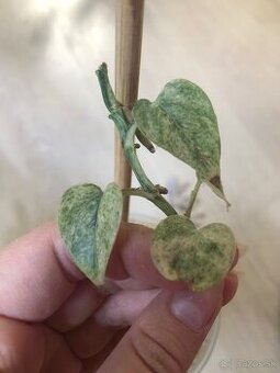 epipremnum pinnatum mint
