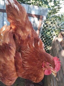 Ayam cemani + krizence