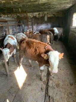 Predám mladý dobytok 8ks