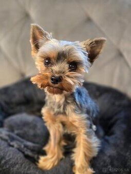 Predam yorkshire terriera