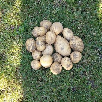 Predám zemiaky na sadenie