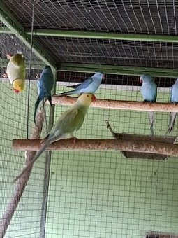 Chovná parka alexander  malý krasnej mutacie.