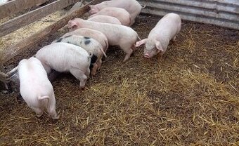 Predám odstavčata 20-25kg