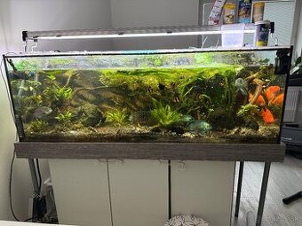 Akvárium 470l s cichlidmi
