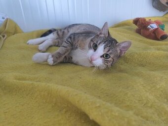 Hlame domov cca rocnemu kocurikovi bielo sivej farby