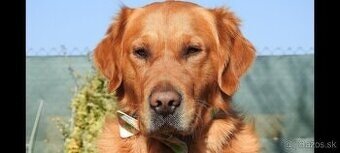 Zlatý retriever na krytie párenie pre krásne šteniatka:)