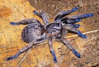 IDIOTHELE MIRA, HARPACTIRA PULCHRIPES